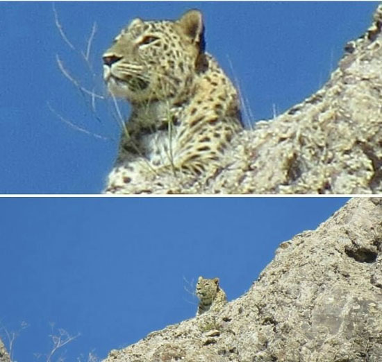 ثبت تصویر پلنگ در ارتفاعات البرز ثبت تصویر پلنگ در ارتفاعات البرز