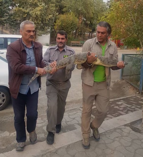 کشف کروکدیل از رستورانی در کرج+عکس کشف کروکدیل از رستورانی در کرج+عکس