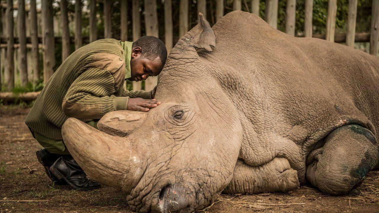  مرگ آخرین کرگدن سفید شمالی نر در کره زمین+عکس  مرگ آخرین کرگدن سفید شمالی نر در کره زمین+عکس