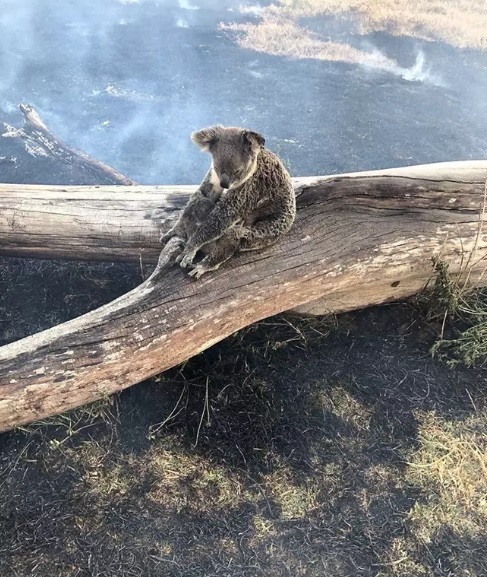 شهرت یک کوالا که سعی داشت فرزند خود را از آتش سوزی استرالیا محافظت کند شهرت یک کوالا که سعی داشت فرزند خود را از آتش سوزی استرالیا محافظت کند