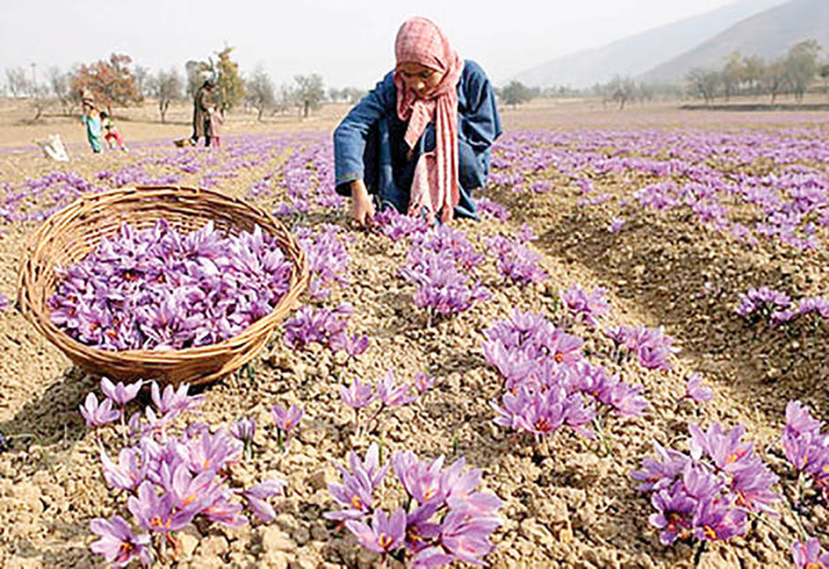 کشاورزان؛ تماشاچی سودهای هزاران میلیاردی مافیا